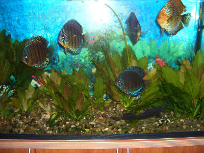 Фото Мои пресноводные аквариумы Сергей  (photo#36)