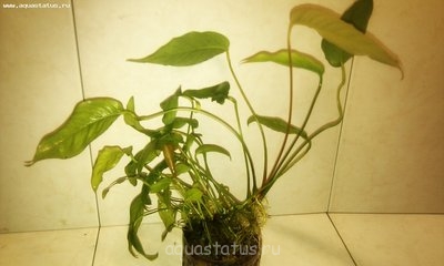 Фото Анубиас разнолистный Anubias heterophylla  (photo#36572)