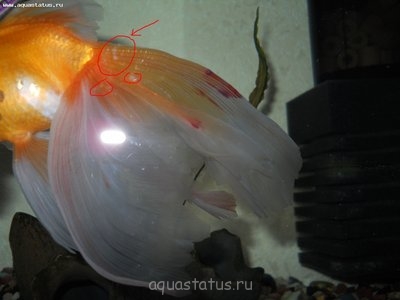 Фото Золотая рыбка ерошение чешуи (photo#37422)