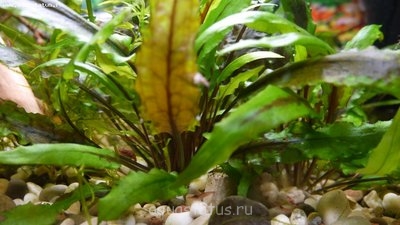 Опознание аквариумных растений - P1020843.JPG