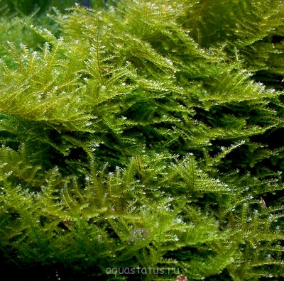 Фото Мох Сингапур Vesicularia dubyana - Singapore Moss  (photo#38117)