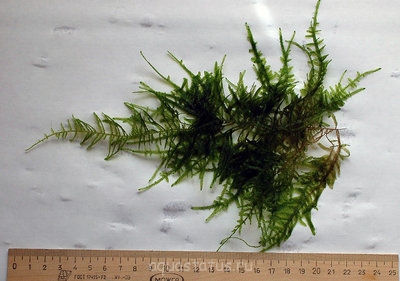 Фото Мох Гиант Соуфх Америка moss sp. Giant Soufh America  (photo#38124)