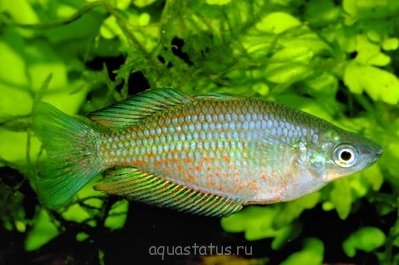 Фото Радужница краснополосая Melanotaenia Splendida rubrostriata  (photo#38146)