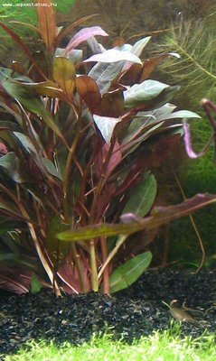 Опознание аквариумных растений - IMAG0134.jpg
