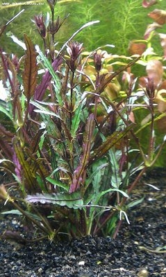 Опознание аквариумных растений - IMAG0133.jpg