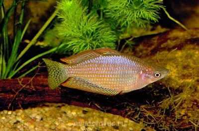 Фото Радужница вишневая Melanotaenia Splendida inornata  (photo#38386)