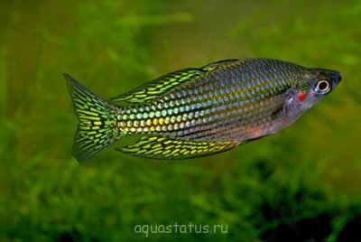 Фото Радужница вишневая Melanotaenia Splendida inornata  (photo#38387)