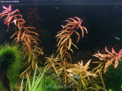 Опознание аквариумных растений - 2.jpg