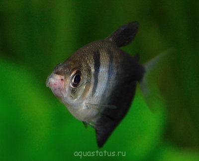 Фото Опухла нижняя губа у тернеции (photo#38579)