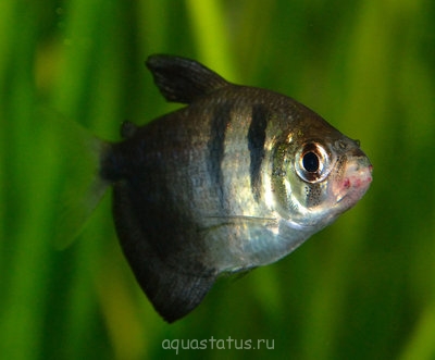 Фото Опухла нижняя губа у тернеции (photo#38580)