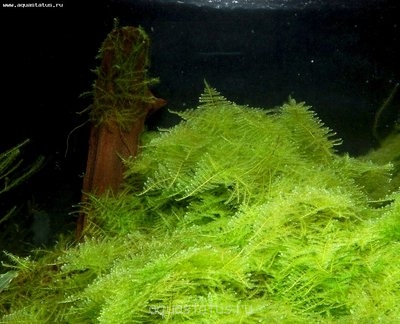 Фото Мох Треугольный Triangle Moss - Cratoneuron filicinum  (photo#38642)