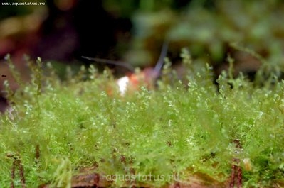 Фото Мох мини-мини moss sp. mini-mini  (photo#38644)