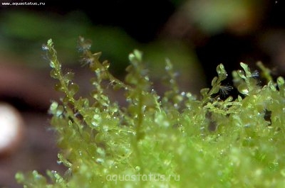 Фото Мох мини-мини moss sp. mini-mini  (photo#38646)