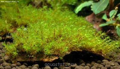 Фото Мох миллиметровый Barbula sp. millimeter moss  (photo#38647)