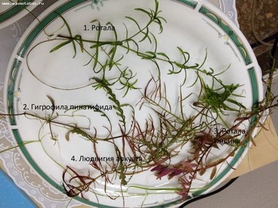 Опознание аквариумных растений - фотография 4.JPG