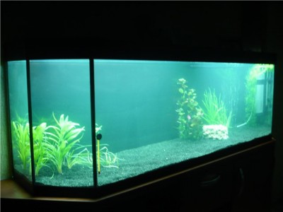 Мой новый и долгожданный аквариум 280 литров Smelov  - 93d01a47710a.jpg