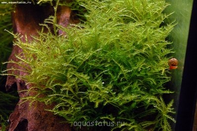 Фото Мох Восточный Калимантан 454 moss sp. East Kalimantan 454  (photo#39009)