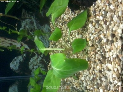 Опознание аквариумных растений - 20130520_191004.jpg