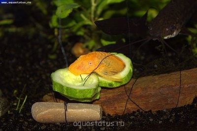 Фото Аквариум на земле 100 литров Animus  (photo#39358)