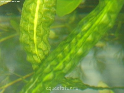 Опознание аквариумных растений - P5240273.JPG