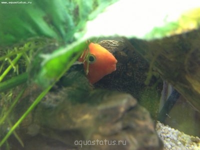 Попугаи red parrot отложили икру?