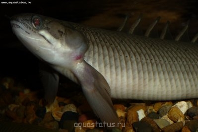 Фото Экзема у сенегальского полиптеруса (photo#39709)