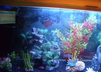Мой аквариум 160 литров ЕLЕНА  - S1055801.jpg