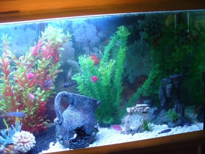 Мой аквариум 160 литров ЕLЕНА  - S1055802.jpg