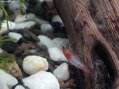 Фото Креветка Рили Neocaridina heteropoda sp. Rili  (photo#39774)