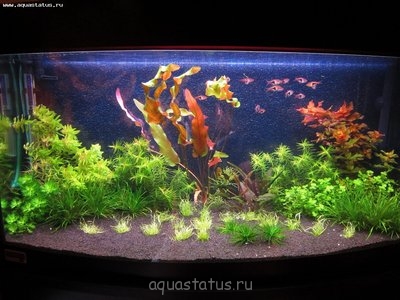 Аквариум любителя 100 литров (Fishermen555)