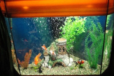 мой аквариум - DSC00511.JPG