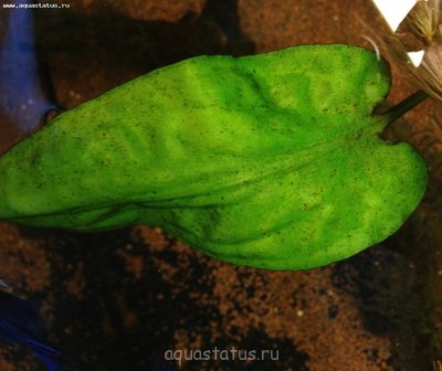 Определение водорослей в аквариуме