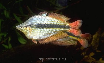 Фото Меланотения Сплендида австралийская Melanotaenia Splendida Australis  (photo#40563)