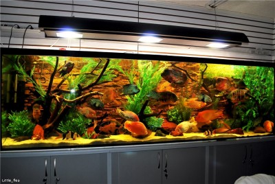Мой аквариум Боцарий 280 литров bosmat  - 51898251dcb9.jpg