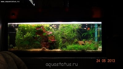 Фото Гуппи- проблемы с хвостом. (photo#40627)