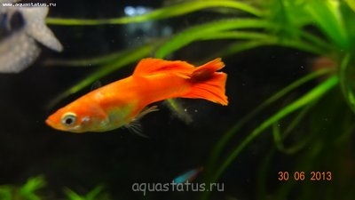 Фото Гуппи- проблемы с хвостом. (photo#40629)