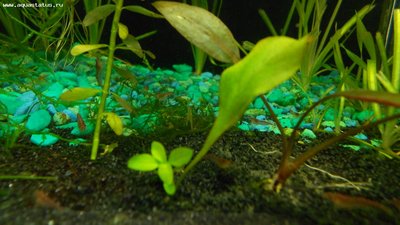 Опознание аквариумных растений - DSCN0684.JPG