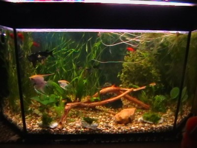 Мой первый аквариум на 110 литров Фиалка  - 128e53494221.jpg