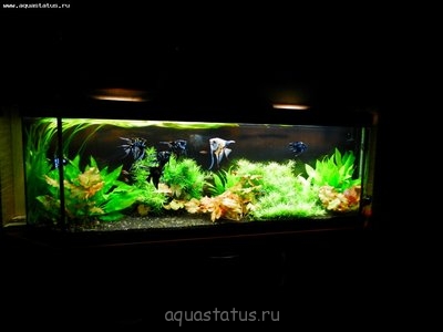 Мой новый и долгожданный аквариум 280 литров Smelov  - P8110045.JPG