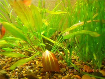 Опознание аквариумных растений - 1.jpg