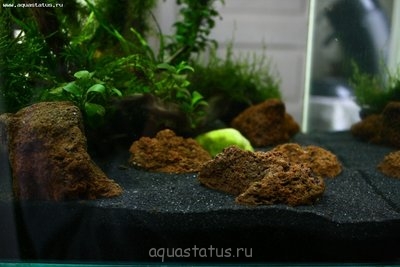 Фото Мой долгожданный аквариум на 150 литров AlenaMarishka  (photo#42039)