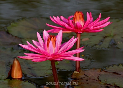 Фото Кувшинка пушистая Nymphaea pubescens  (photo#42063)