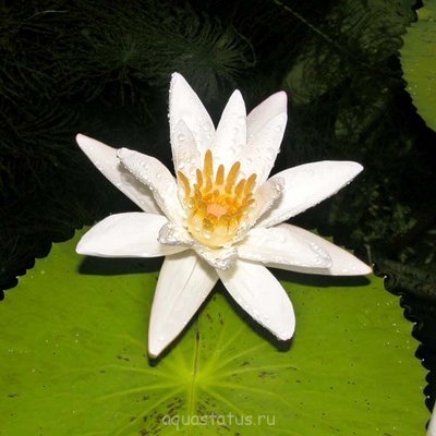 Фото Кувшинка пушистая Nymphaea pubescens  (photo#42064)