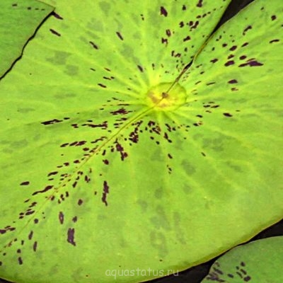 Фото Кувшинка пушистая Nymphaea pubescens  (photo#42065)