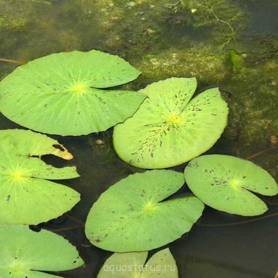 Фото Кувшинка пушистая Nymphaea pubescens  (photo#42067)