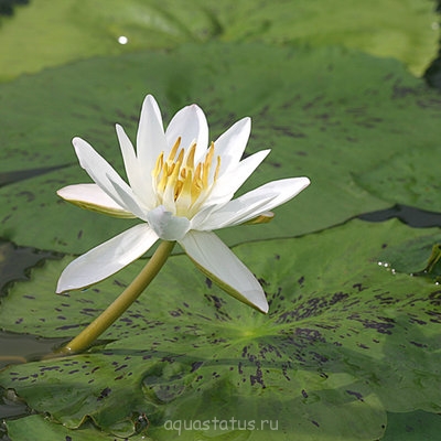 Фото Кувшинка пушистая Nymphaea pubescens  (photo#42068)