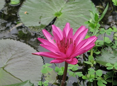 Фото Кувшинка пушистая Nymphaea pubescens  (photo#42072)