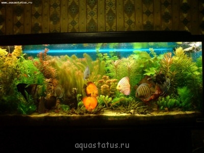 Фото Мой долгожданный аквариум на 150 литров AlenaMarishka  (photo#42187)