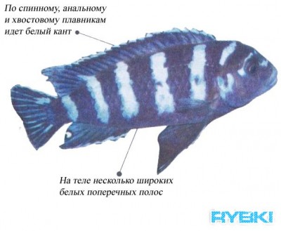 Различия Pseudotropheus demasoni и Pseudotropheus zebra