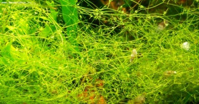 Фото Пузырчатка горбатая Utricularia gibba  (photo#42269)